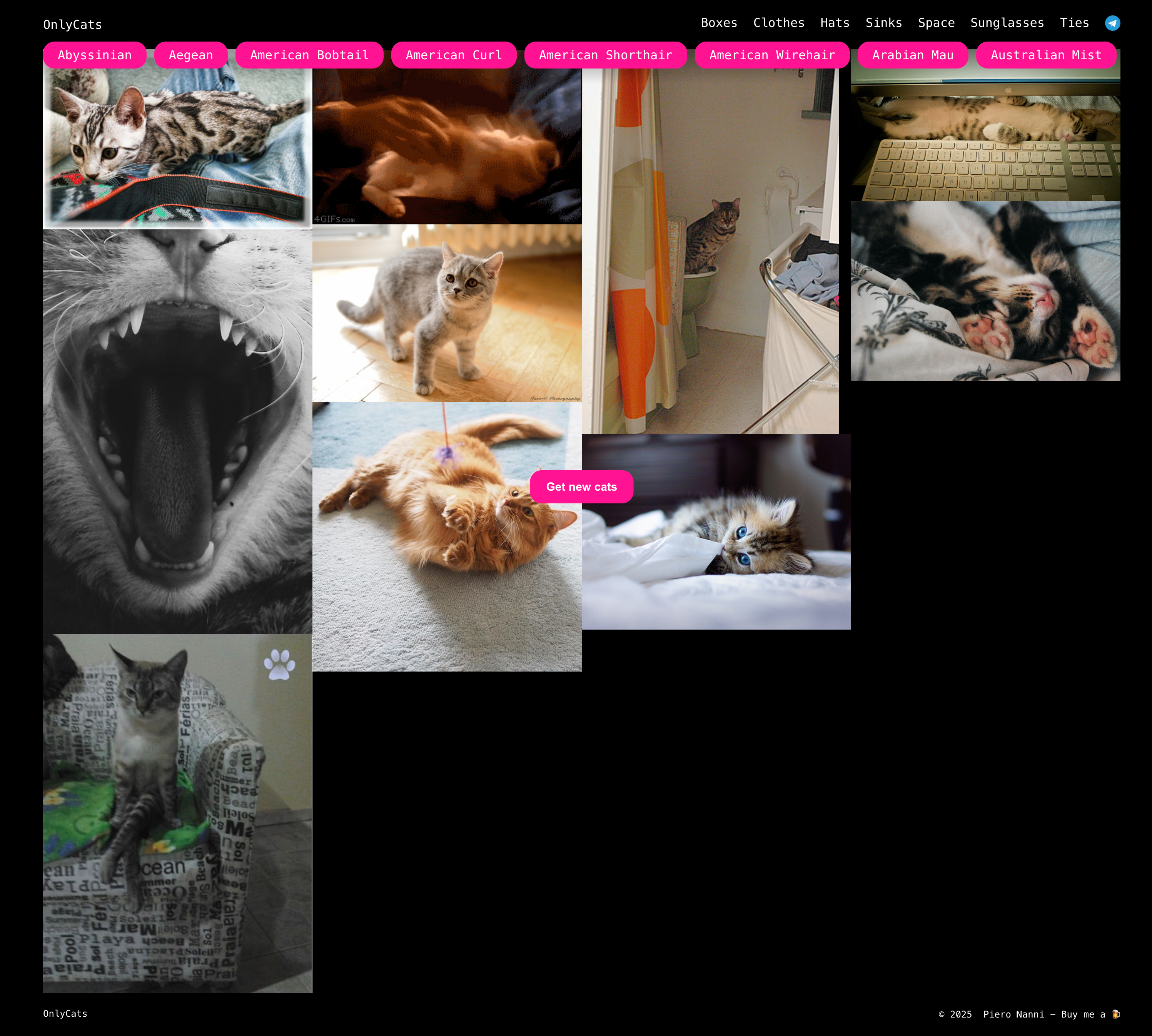 OnlyCats